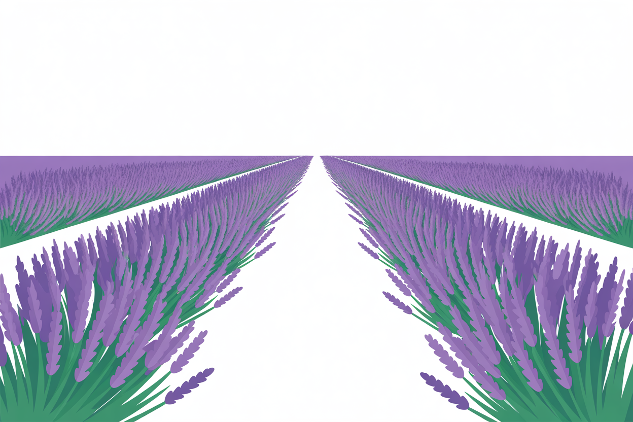 Flat vector illustration of a lavender row in perspective