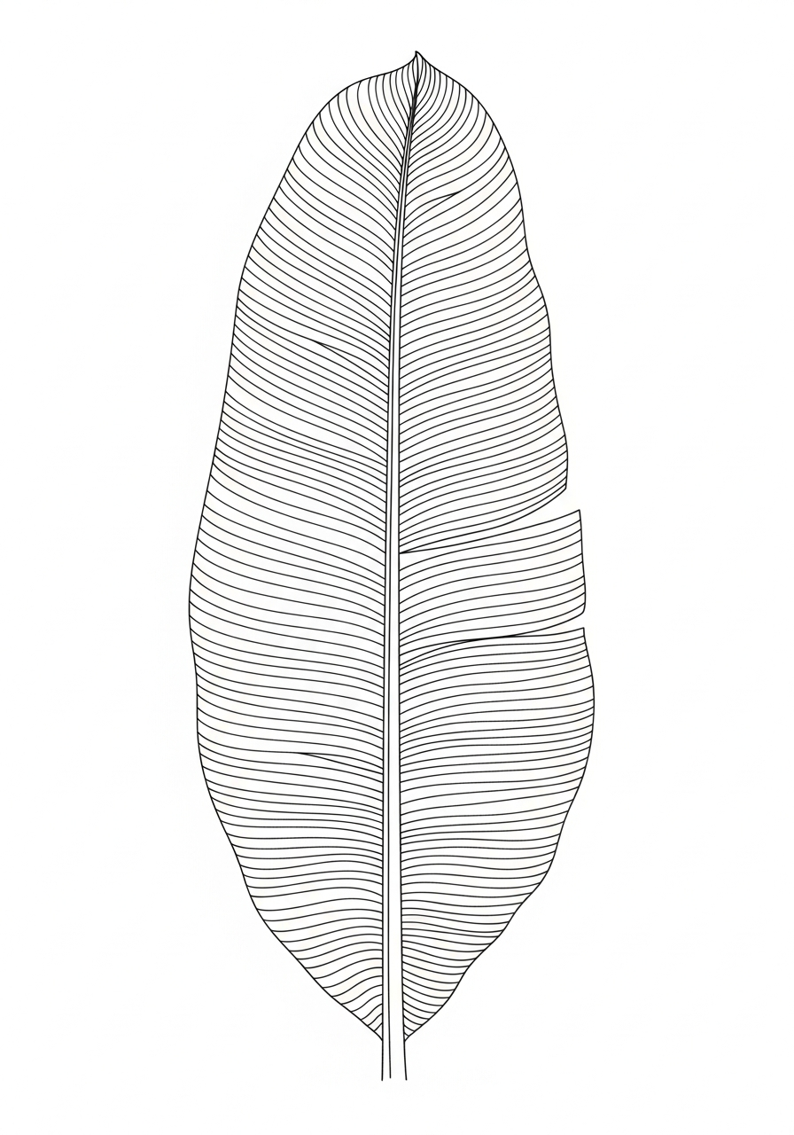 Line art illustration of a banana leaf